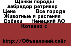 Щенки породы лабрадор ретривер › Цена ­ 8 000 - Все города Животные и растения » Собаки   . Ненецкий АО,Коткино с.